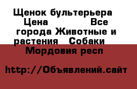 Щенок бультерьера › Цена ­ 35 000 - Все города Животные и растения » Собаки   . Мордовия респ.